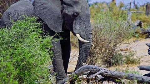 African elephant walking toward camera in savanna wildlife Stock Footage 272841419