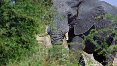 African elephant walking toward camera in savanna wildlife Stock Footage 272842243