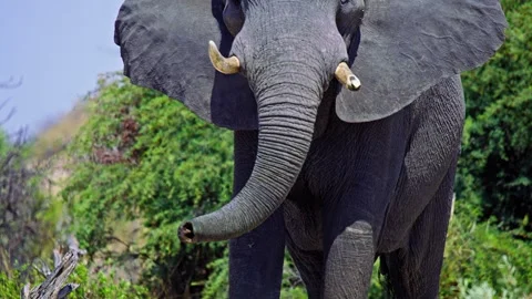 African elephant walking toward camera in savanna wildlife Stock Footage 272845022