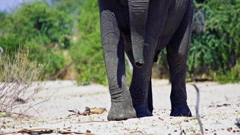 African elephant walking toward camera in savanna wildlife Stock Footage 272845964