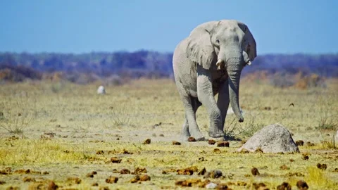 African elephant walking toward camera in savanna wildlife Video stock 273833396