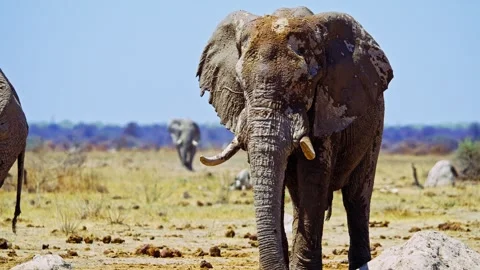 African elephant walking toward camera in savanna wildlife Stock Footage 273833492