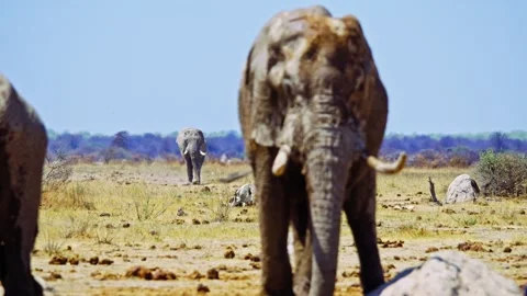 African elephant walking toward camera in savanna wildlife Video stock 273833880