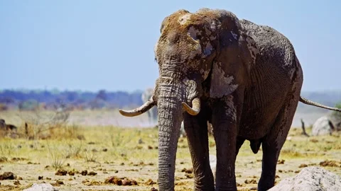 African elephant walking toward camera in savanna wildlife Stock Footage 273834089