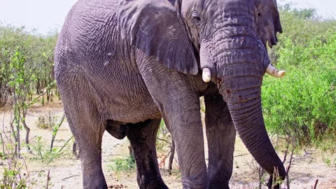 African elephant walking toward camera in savanna wildlife Stock Footage 274367161