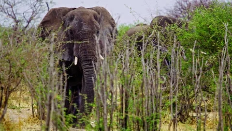 African elephant walking toward camera in savanna wildlife Stock Footage 274377112