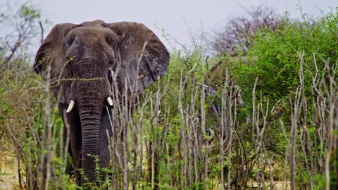 African elephant walking toward camera in savanna wildlife Stock-Footage 274377833
