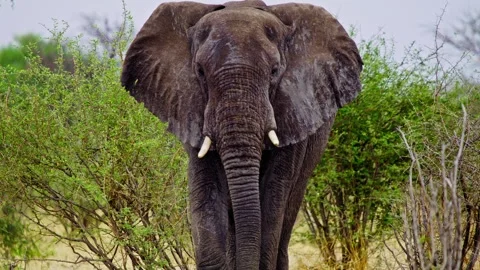 African elephant walking toward camera in savanna wildlife Stock-Footage 274378770