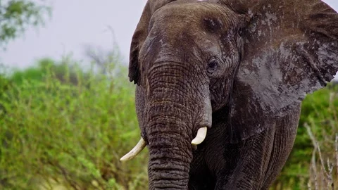 African elephant walking toward camera in savanna wildlife 库存影片 274380048