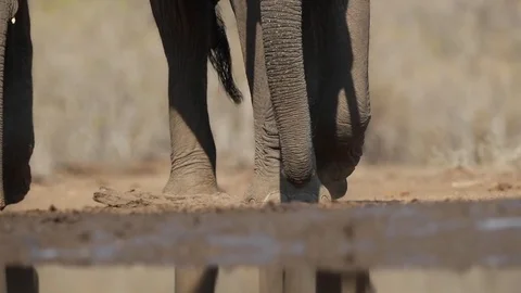 African Elephant walking towards camera and splashing mud Stock Footage 117598302