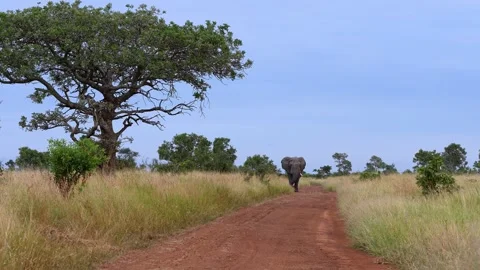 African elephant walking towards the camera on a dirt road with lone tree Stock Footage 273712495