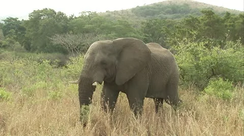 African elephant walking in the veld Stock Footage 12359936