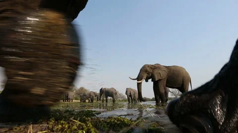 African Elephant walking very close past camera Stock Footage 43762025