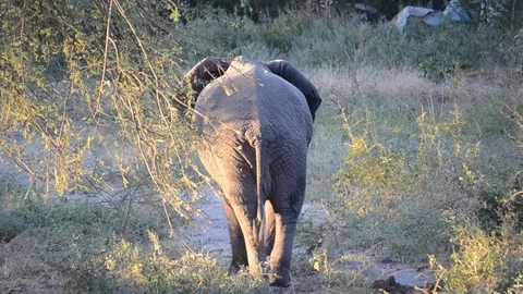 African Elephant walking - view from back Video stock 91714929
