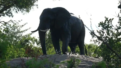 African Elephant | Washes with Trunk Stock Footage 169724833