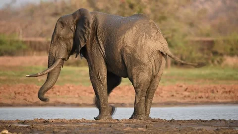 African elephant in the wilderness Stock Footage 132648658