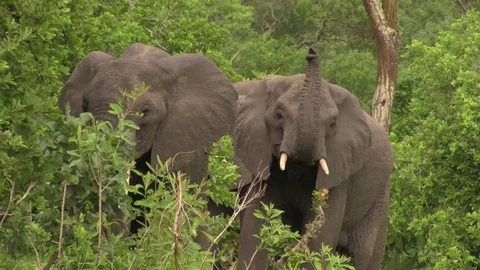 African elephants 01 Stock Footage 83098279