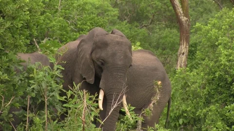 African elephants 02 Stock Footage 83098276