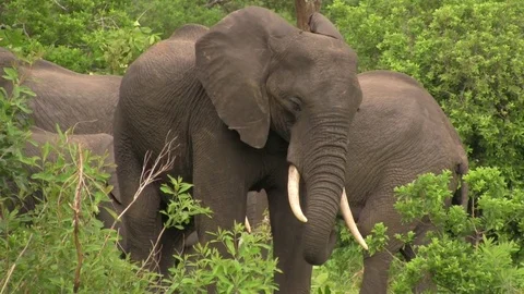 African elephants 03 Stock-Footage 83098271