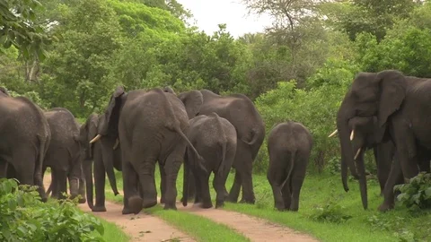 African elephants 04 動画素材 83098268