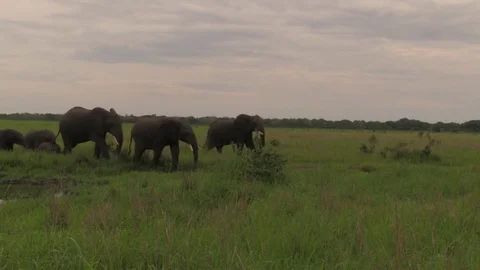 African elephants 05 스톡 동영상 83098232