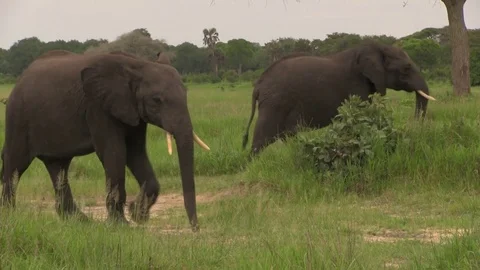 African elephants 06 스톡 동영상 83098234