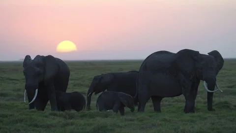 African Elephants, Amboseli National Park, Kenya Stock Footage