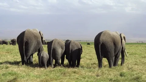 African Elephants, Amboseli National Park, Kenya Stock Footage