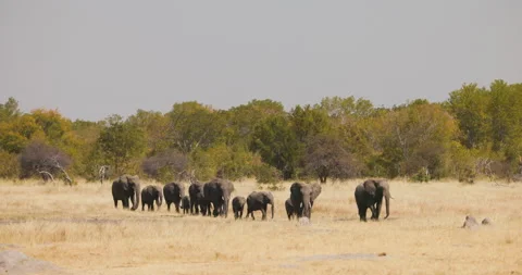 African Elephants Are Coming! Stock Footage 247009772