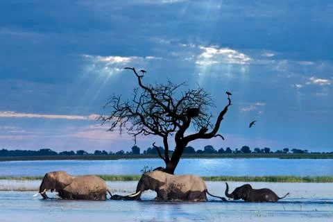 African Elephants - Botswana Stock Photos