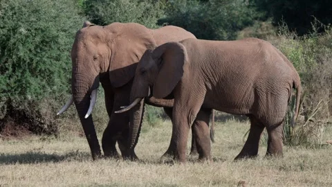 African elephants digging Stock Footage 327690617