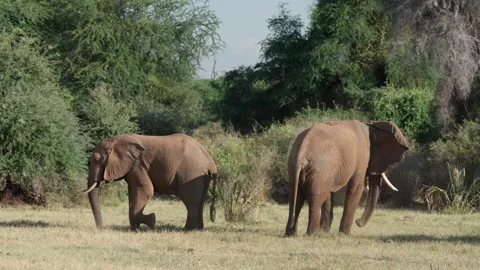 African elephants digging with their feet in Kenya Vidéo 327830409