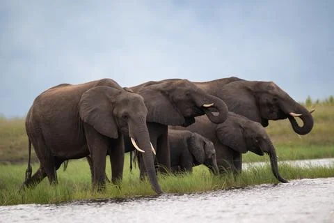African elephants drinking from the Chobe River Stock Photos