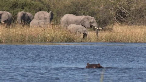 African Elephants drinking with hippos in foreground Stock Footage 106361709