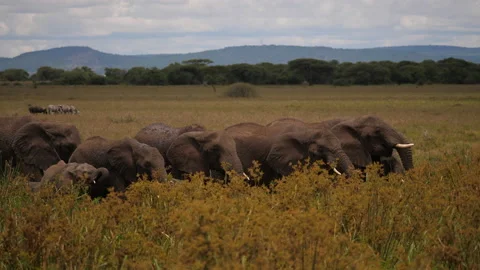African elephants drinking, wildebeest in the background Video stock 146960968