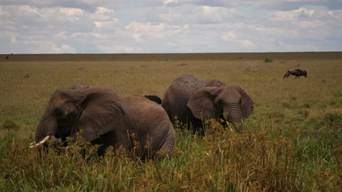 African elephants drinking, Wildebeest in the background Stock Footage 146962087