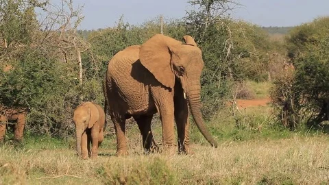 African Elephants eating grass Stock Footage 80681078