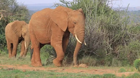 African Elephants eating grass Stock Footage 80681513
