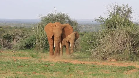 African Elephants eating grass Stock Footage 80681551