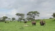 African Elephants Eating In The Lush Green Savannah Stock Footage