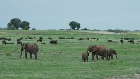 African elephants feed on the open grassland while a herd of African buffalo 库存影片 345142202