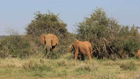 African Elephants feeding Stock Footage