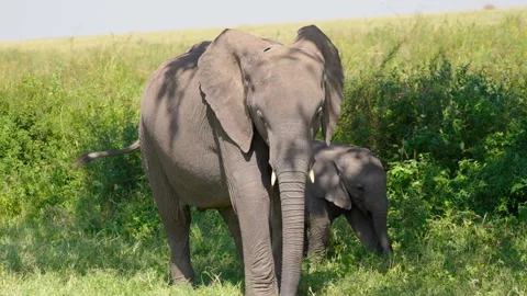 African Elephants Feeding Stock Footage 327985672