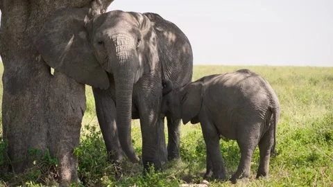 African Elephants Feeding Stock Footage 327985676