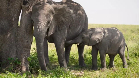 African Elephants Feeding Stock Footage 327985677