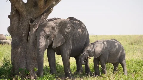 African Elephants Feeding Stock Footage 327985681