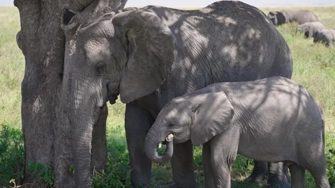 African Elephants Feeding Stock Footage 327985682