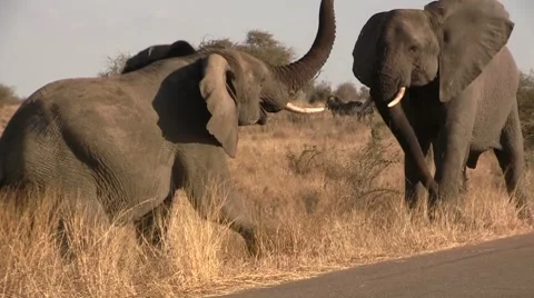 African elephants fighting Stock Footage 8568905