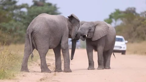 African Elephants fighting Stock Footage 266827352