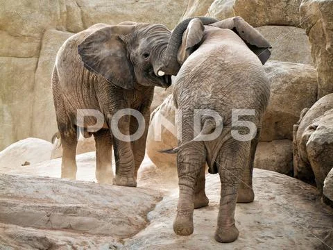 African elephants fighting Stock Photos